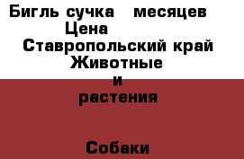 Бигль сучка 9 месяцев. › Цена ­ 5 000 - Ставропольский край Животные и растения » Собаки   